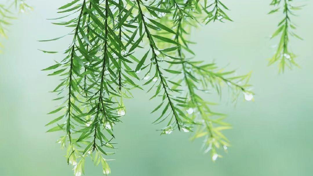 心理苏庸子 放不下一个人，不用断链，这样做最聪明
