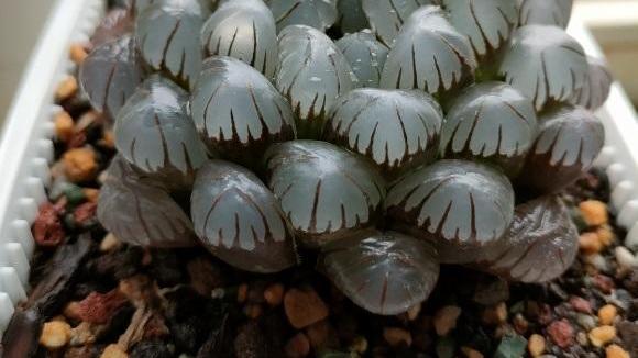 向阳园艺|玉露怎么养？先配土，后环境，定期喷水保湿，玉露喜潮湿！