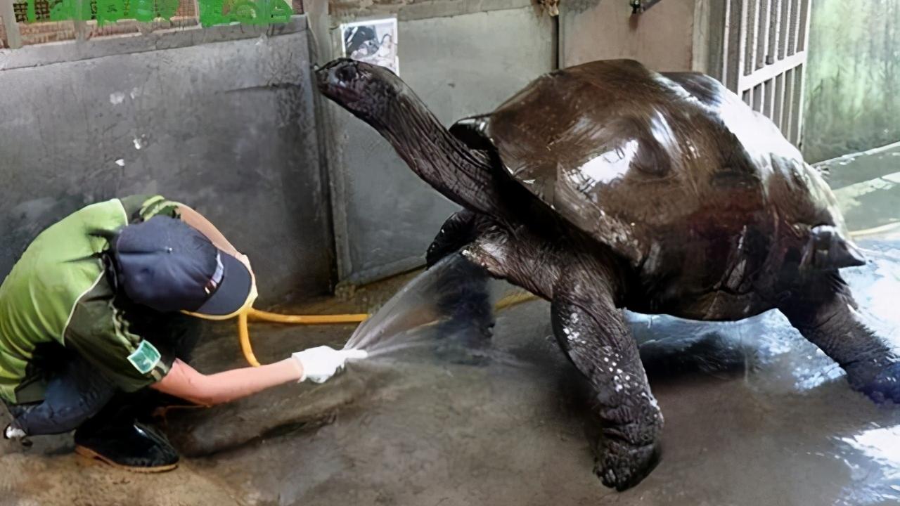 象龟 生于乾隆年间逝于2006年，体重近乎500斤，“他”为何如此长寿？