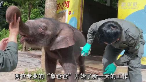 网约车 这只亚洲象幼崽喝奶撒娇求抱抱，什么来头？