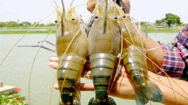 江苏省|江苏省发现“罗氏虾”，个头比小龙虾还大，味道鲜美