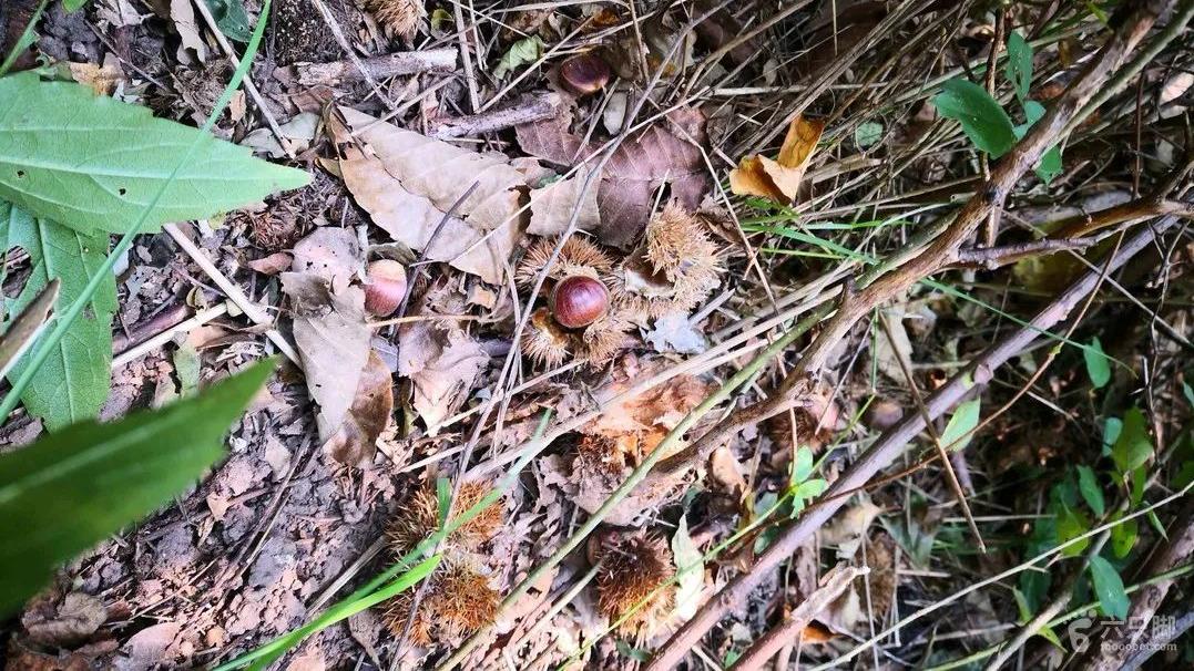 |俗称“甜槠”，比板栗好吃，一到秋天人们就去山里捡，捡到手软