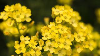 |原来你平时吃到的菜籽油都是这么出来的！