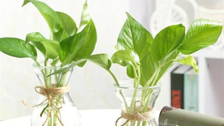 室内适合用水养的18种植物，不用土栽更洁净，方便打理又美观