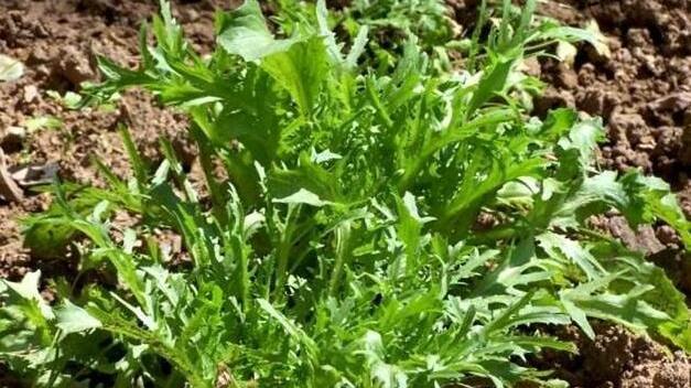 羊肉|能清热去火，做凉拌口感最佳，是一种桌上绿色食物的美食佳品