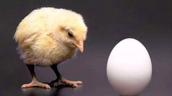 <b>生物学 先有鸡还是先有蛋？</b>