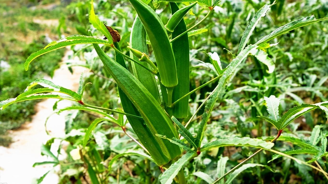 蔬菜|听名字就知道价值，曾经风靡市场，如今因口感问题，很少人愿意吃