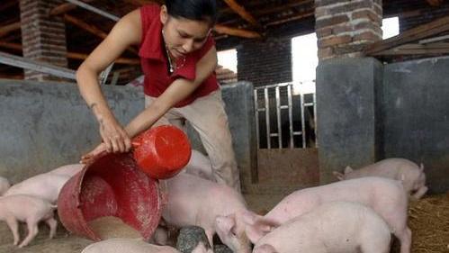 四川省 四川一女养猪人，今年亏损10多万，末尾82头猪苗共卖5000元