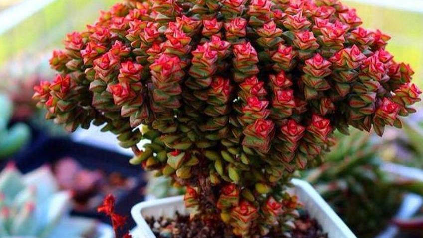 人见人爱的多肉小米星，11月做好4件事，轻松爆盆红艳艳