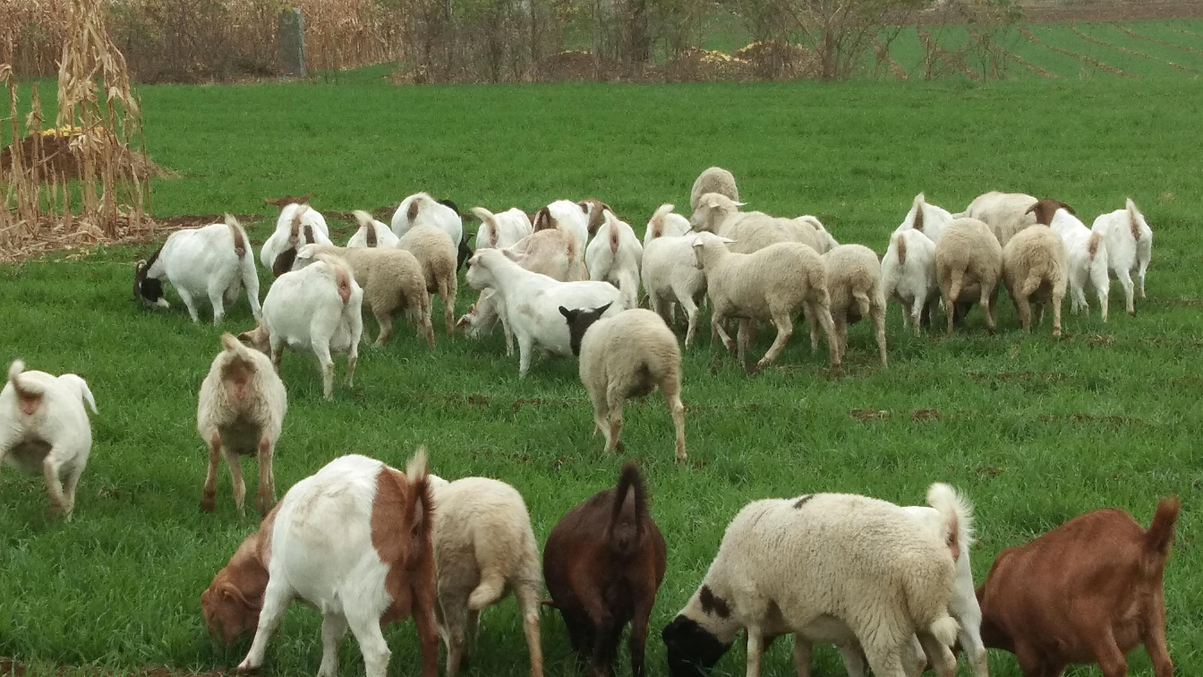 安乃近 细数养羊人的几个神操作，思维跳跃路子野，这下长见识了！