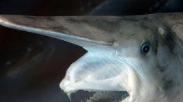 20条最奇怪的鲨鱼，你还见过哪些呢？