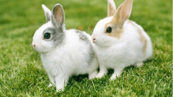 属兔|属兔人生在几月，下半年会财星高照，钱包鼓鼓，日子翻倍富裕