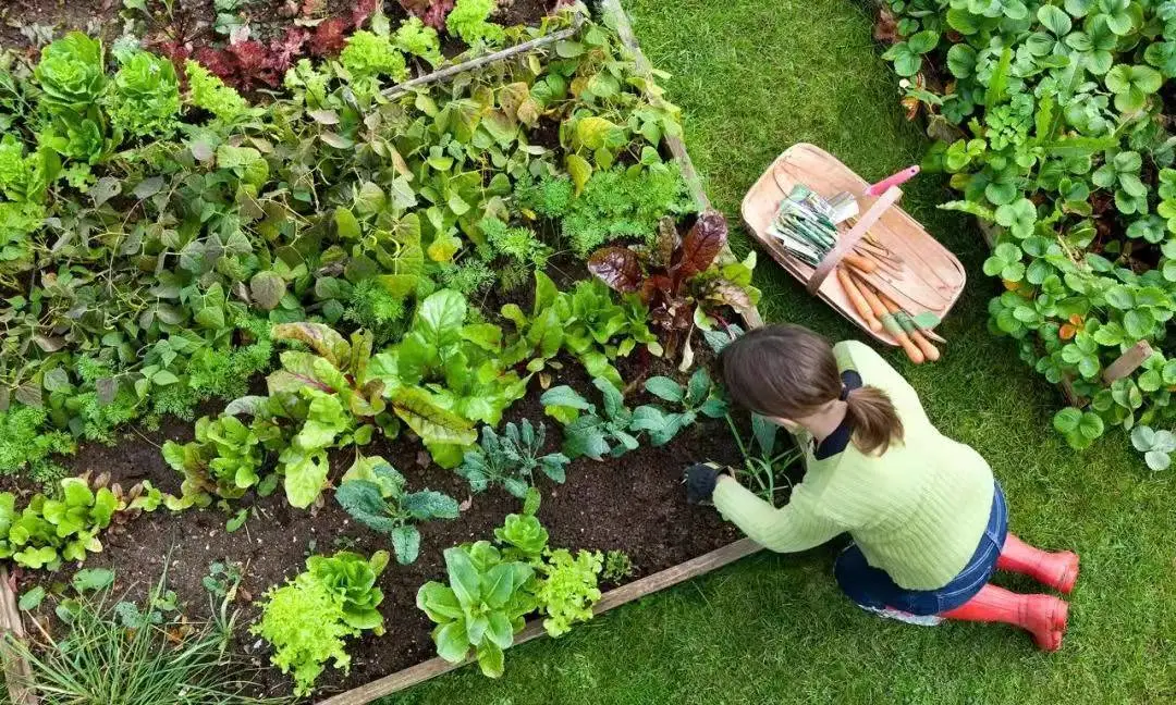 厨师|孩子不吃菜？澳洲厨师推出厨房菜园项目