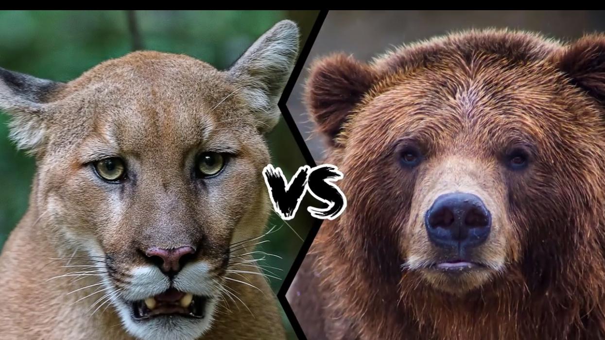 美洲狮与灰熊，谁会赢得这场大型掠食者之间的战斗呢？