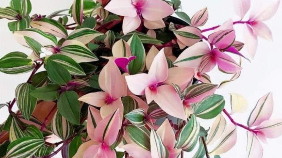 6种彩叶植物，叶子比花还漂亮，适合拿来美化家居