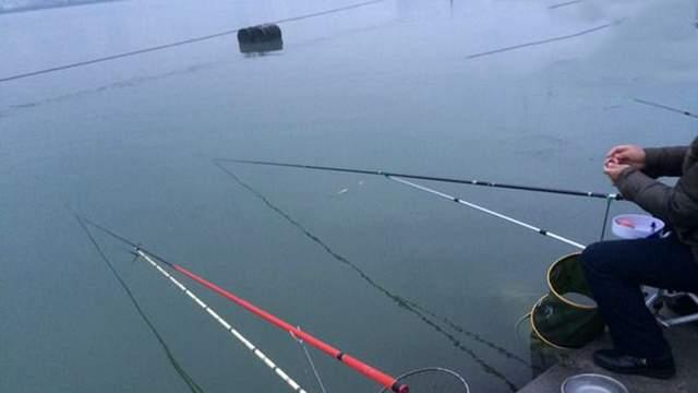 玉米|冬季鱼难钓，不如试试钓鲢鳙，能钓上来的都是大的