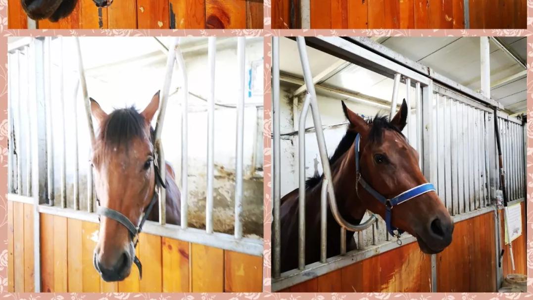 伊犁|美丽新疆——伊犁马