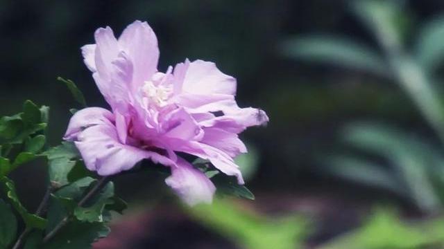 情感说心事|活着，没有谁不累的