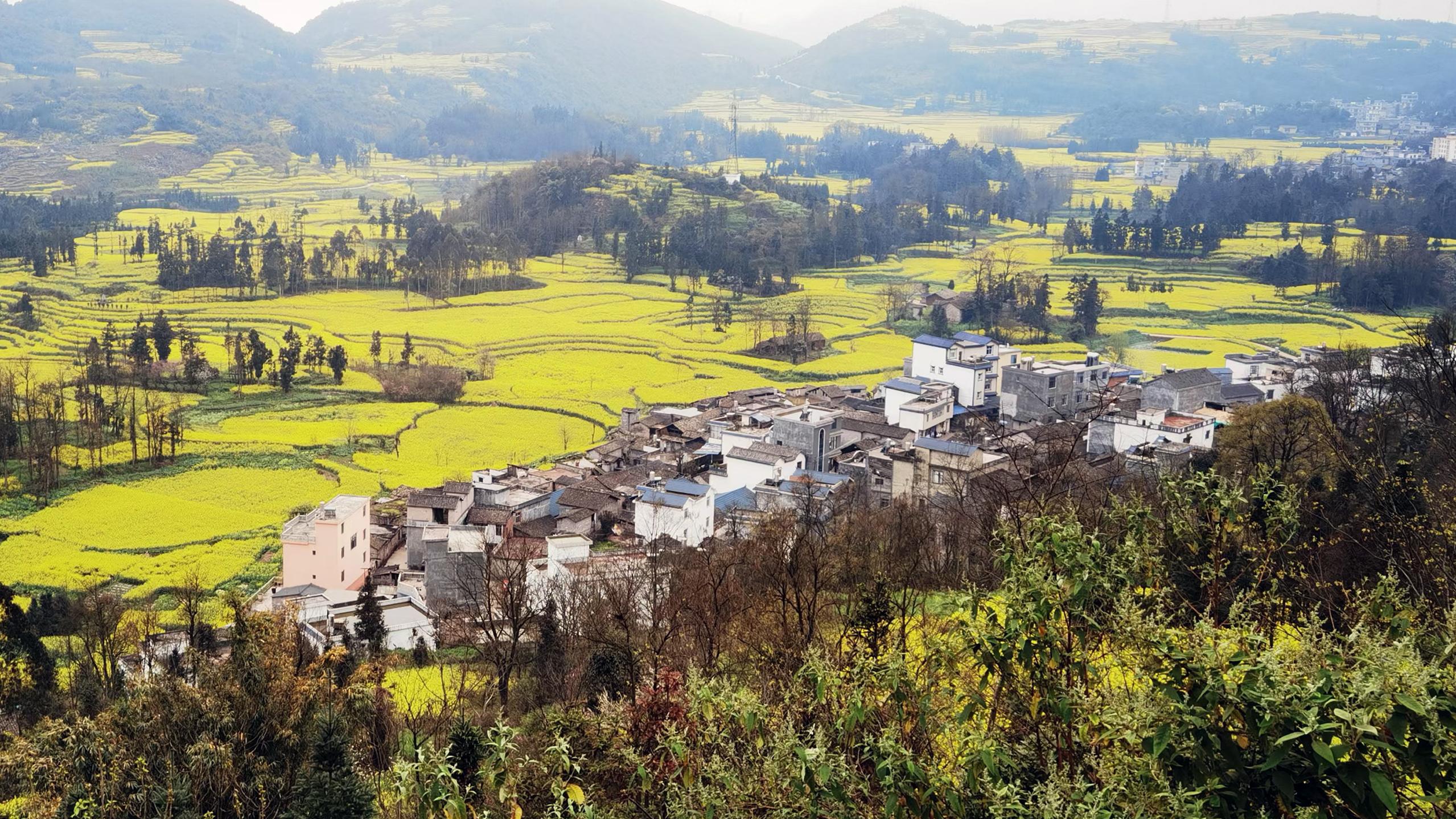 云南有个地方，油菜花开时可媲美江西婺源，景色优美迷人