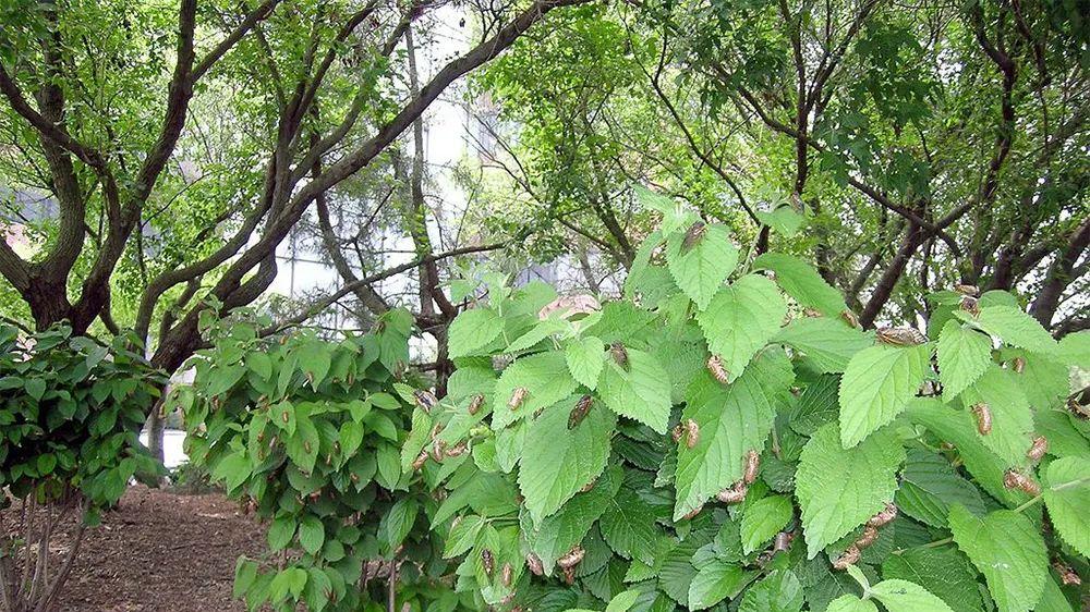 |300亿只在美国泛滥成灾，而我国却当成美食，1元1只快被吃绝了