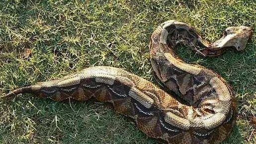 毒蛇 加蓬咝蝰，世界上毒牙最长的蛇，毒牙长达5厘米！