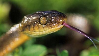 蟒蛇 200公斤的南美蟒蛇，没有毒，竟然能生吞年幼的美洲豹！
