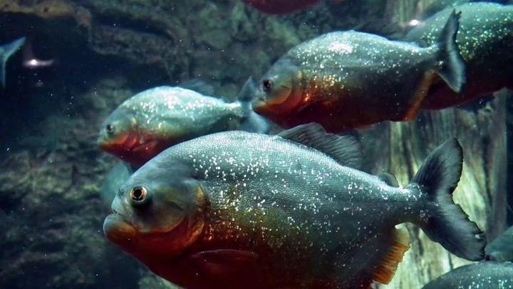 食人鱼 食人鱼可怕吗，为什么没有在亚马逊河泛滥？