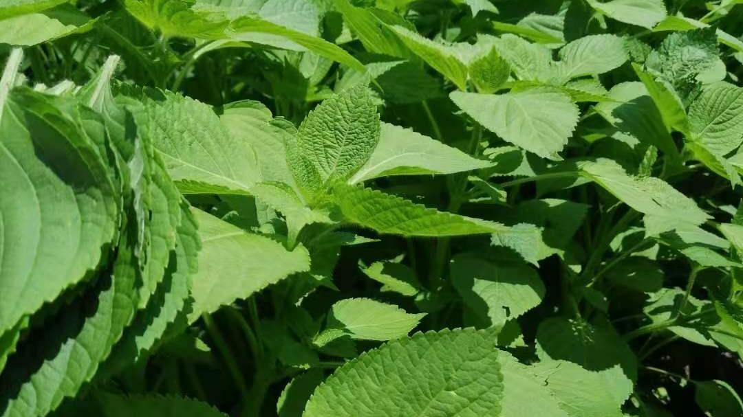 |苏子叶包肉吃绝配