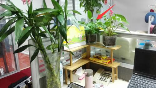龙吟师傅和大家聊聊在办公桌上放哪些植物比较好