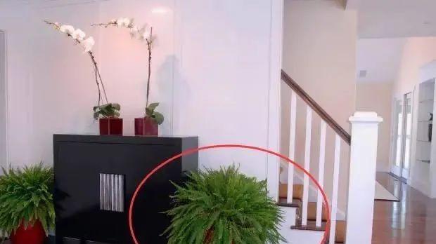 一旦进门看见这几样宝贝，千万注意，暗示着家人事业顺利，财源广进！