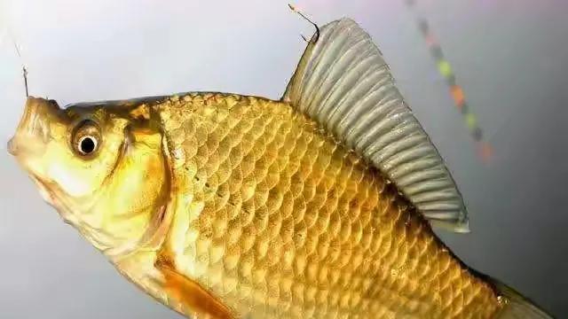 食材|“金黄色”就是土鲫鱼？未必！鲫鱼的基因库已经“乱成一锅粥”了