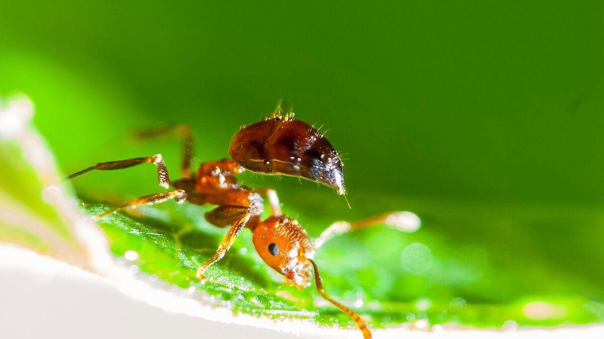 18个你不知道的冷知识，如果用微波炉加热蚂蚁会死吗？