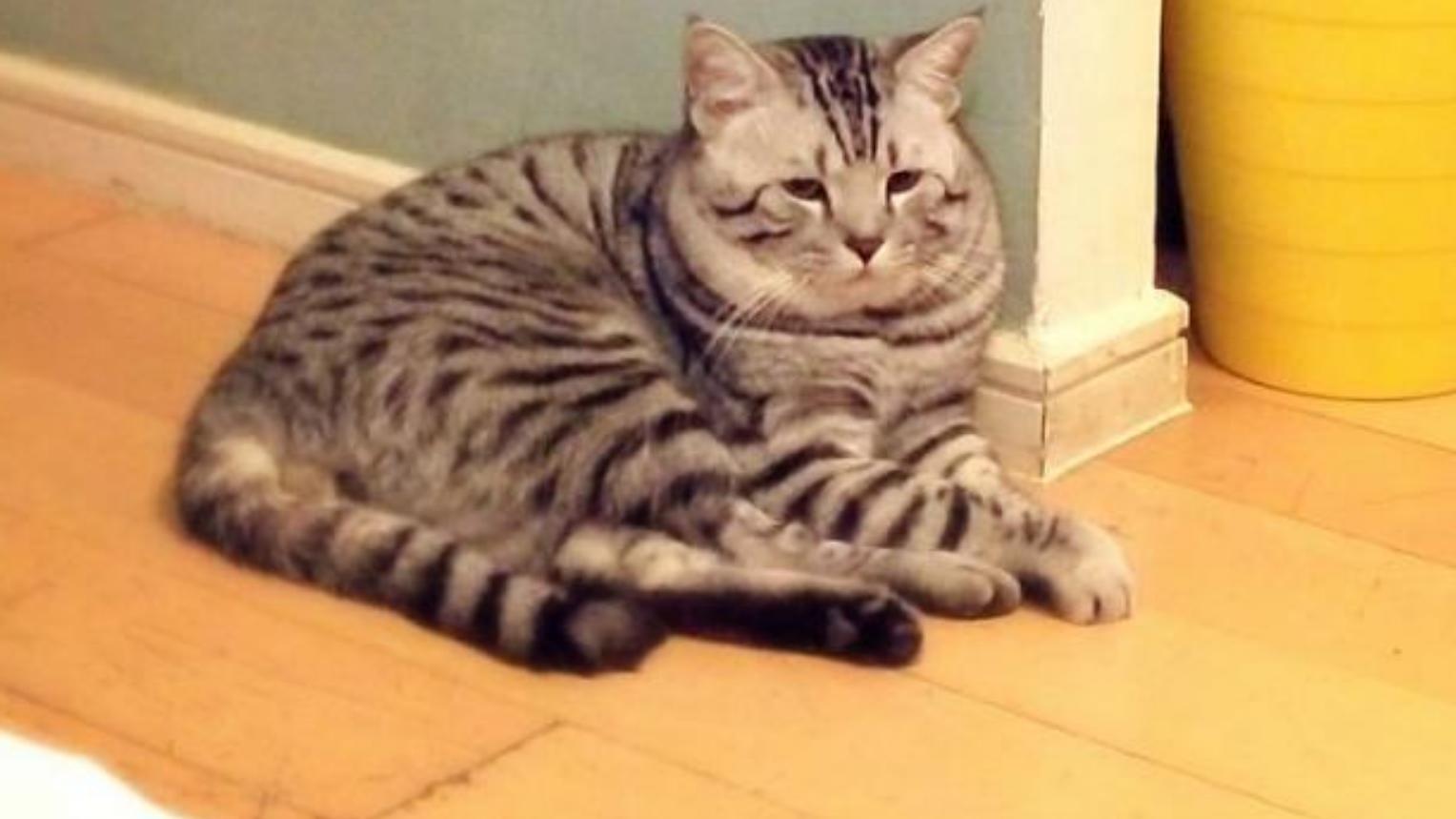 |猫咪被养成了小胖猪，这可不是一件好事，主人要想办法帮猫咪减肥