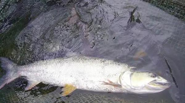 霜降之后，做好鱼病防治工作，做好越冬之前的准备