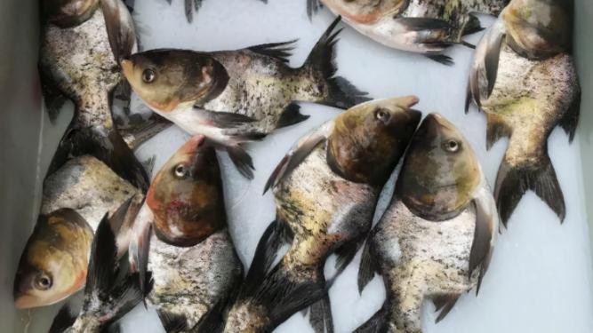 自助餐|四大家鱼中的胖头鱼，为何改良成了\仙骨鱼\