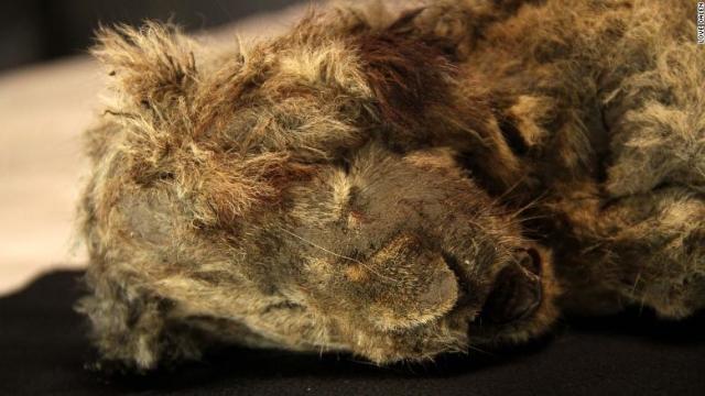 西伯利亚 西伯利亚发现4.3万年前幼狮遗骸，连胡须都完好无损