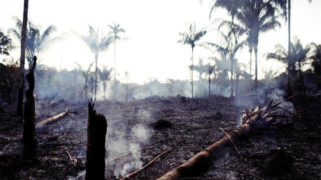 亚马孙热带雨林 霍金预言成真？科学家们警告：亚马逊雨林近万种动植物面临