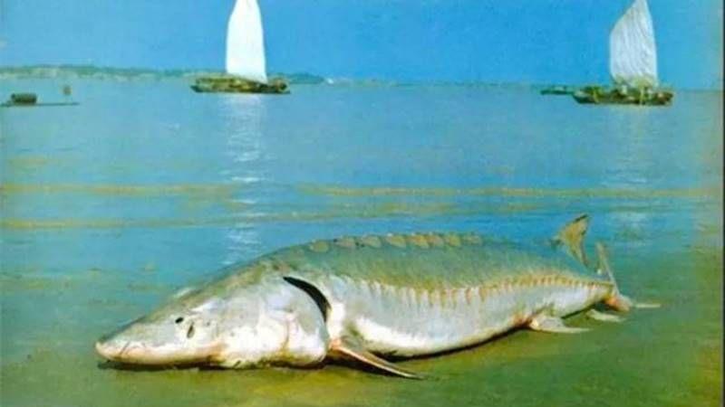 长江禁渔十年后，鱼太多导致水里面没有食物，鱼会不会再次进化？