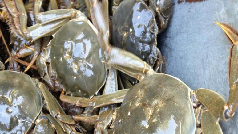 螃蟹|老渔民支招，买螃蟹只看1点，个个肉多黄膏肥味鲜美，不花冤枉钱