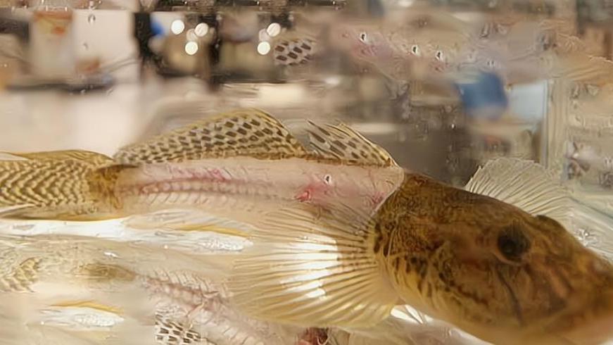 食材|“骨泳”不是咕涌，剃掉肉鱼还活着，日本料理可以多“变态”？