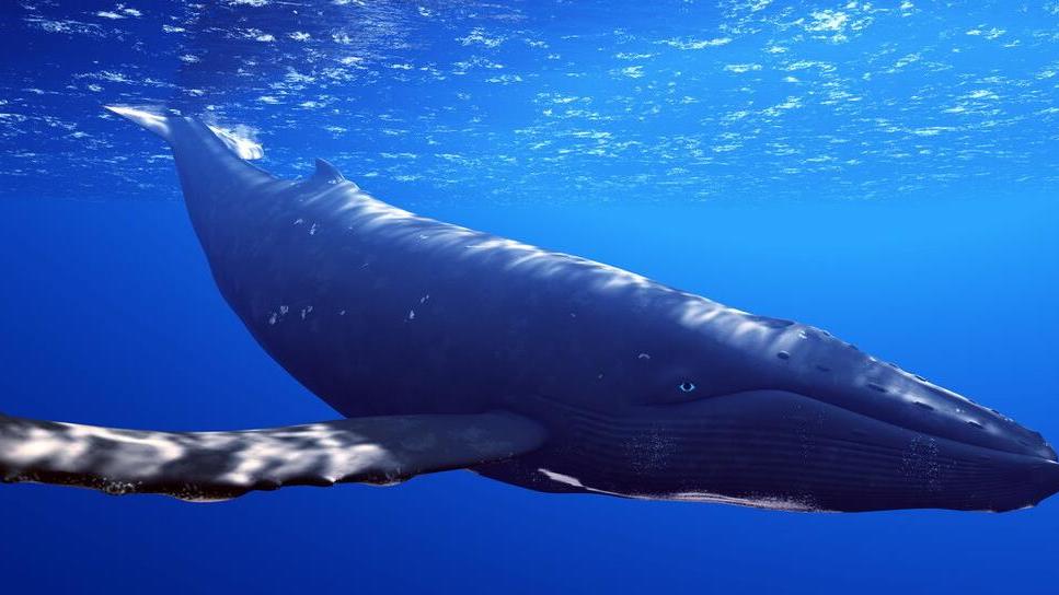 鲸鱼生活在水里，为何没有进化出水里呼吸的能力？睡觉会淹死吗？
