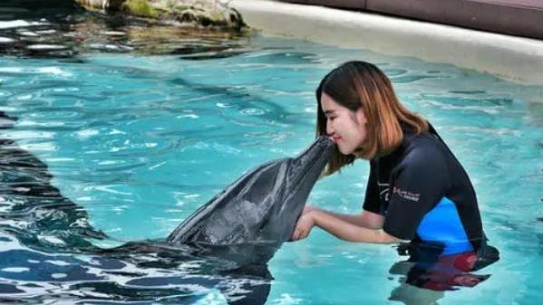海豚 自杀殉情？公海豚爱上23岁人类姑娘，被迫分开后，将自己淹死