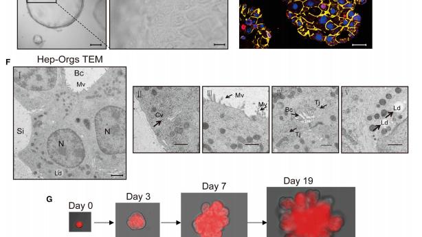 肝细胞 【AbMole科研】功能小鼠和人肝细胞作为3D类器官的长期扩张
