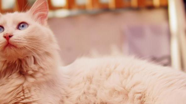 装修声音会导致猫应激吗？