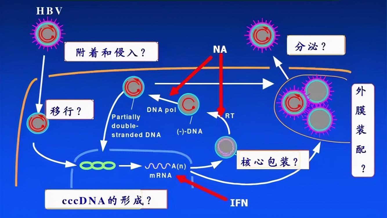 乙肝 作为包膜DNA病毒，乙肝进入步骤，是近几年重要发现
