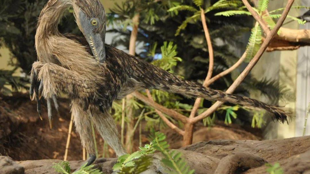?关于始祖鸟的10个事实，著名的“恐龙鸟”