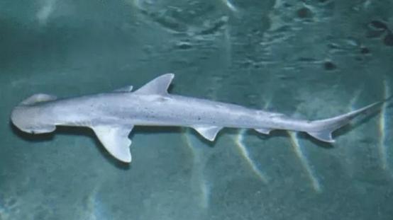 鲨鱼 环境污染导致动物乱进化？多只雌鲨鱼开始无性繁殖，这并非好事