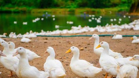 猪肚|为何一只活鸭卖70元，烤好的鸭子才卖18元？其中是否另有隐情？