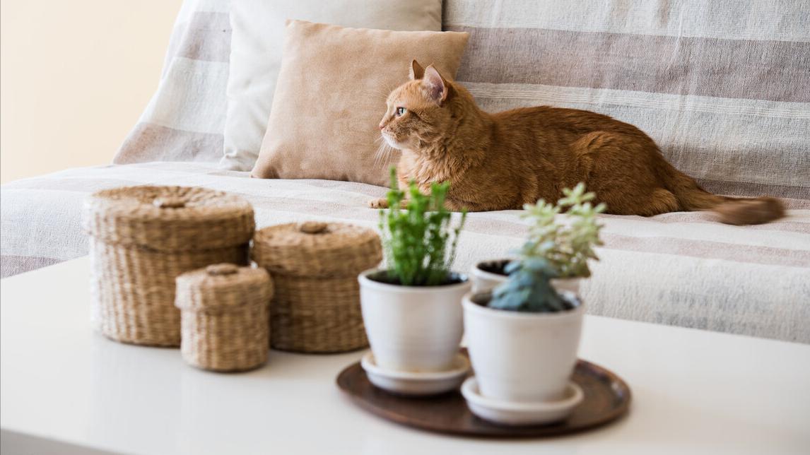 家里添置这些好物，东西不大，但能让生活越来越顺心