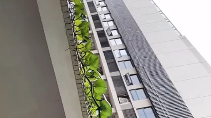 广东一男子发现邻居家绿萝长势惊人，把他家阳台装饰一番：赚到了